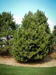 Сосна Чёрная (Pinus Nigra) купить по цене от 270.00р. в интернет-магазине «Посадика» с доставкой почтой в в Сибайе и по всей России – [изображение №1].