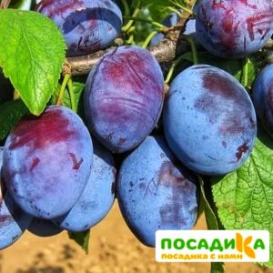 Слива Чачакская ранняя купить по цене от 229.00р. в интернет-магазине «Посадика» с доставкой почтой в в Сибайе и по всей России – [изображение №1].