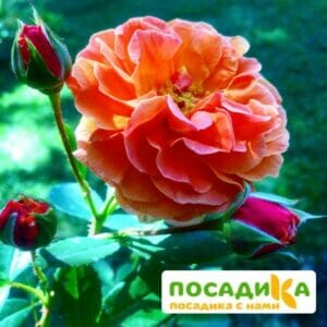 Роза Арабия купить по цене от 350.00р. в интернет-магазине «Посадика» с доставкой почтой в в Сибайе и по всей России – [изображение №1].