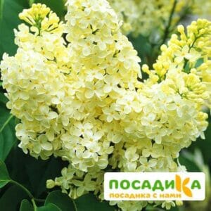 Сирень Примроуз (Primrose) купить по цене от 529.00р. в интернет-магазине «Посадика» с доставкой почтой в в Сибайе и по всей России – [изображение №1].