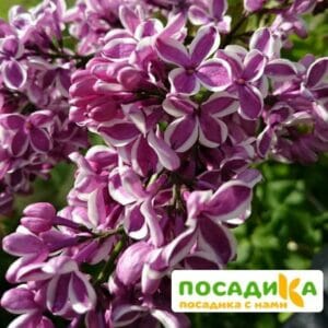 Сирень Сенсация купить по цене от 529.00р. в интернет-магазине «Посадика» с доставкой почтой в в Сибайе и по всей России – [изображение №1].