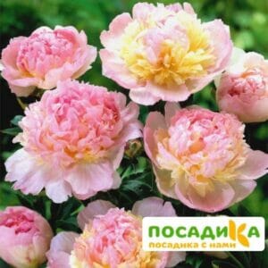 Пион Распберри Сандей (Paeonia Raspberry Sundae) купить по цене от 959р. в интернет-магазине «Посадика» с доставкой почтой в в Сибайе и по всей России – [изображение №1].