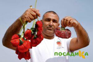 Клубника Гигант Джорнея купить по цене от 266р. в интернет-магазине «Посадика» с доставкой почтой в в Сибайе и по всей России – [изображение №1].