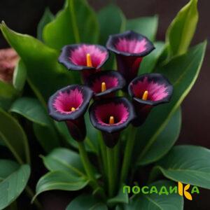 Калла Аура Лейс купить по цене от 400р. в интернет-магазине «Посадика» с доставкой почтой в в Сибайе и по всей России – [изображение №1].