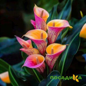 Калла Оникс купить по цене от 450р. в интернет-магазине «Посадика» с доставкой почтой в в Сибайе и по всей России – [изображение №1].