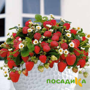 Клубника Рубиновый Шепот (горшечная) купить по цене от 240р. в интернет-магазине «Посадика» с доставкой почтой в в Сибайе и по всей России – [изображение №1].