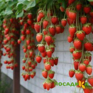 Клубника вьющаяся Комплимент купить по цене от 470р. в интернет-магазине «Посадика» с доставкой почтой в в Сибайе и по всей России – [изображение №1].