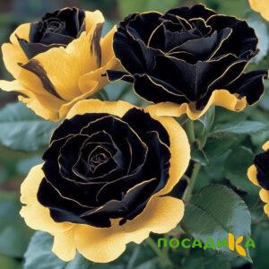 Роза Ханни Сикл купить по цене от 700р. в интернет-магазине «Посадика» с доставкой почтой в в Сибайе и по всей России – [изображение №1].