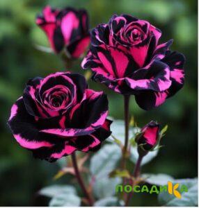 Роза Багровый Шепот купить по цене от 366р. в интернет-магазине «Посадика» с доставкой почтой в в Сибайе и по всей России – [изображение №1].