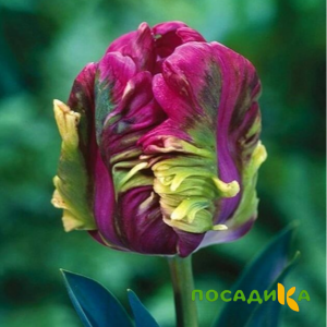 Тюльпан Экзотик Хэвен купить по цене от 186р. в интернет-магазине «Посадика» с доставкой почтой в в Сибайе и по всей России – [изображение №1].