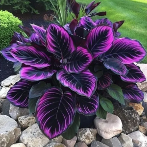 Хоста Люминоза купить по цене от 450р. в интернет-магазине «Посадика» с доставкой почтой в в Сибайе и по всей России – [изображение №1].