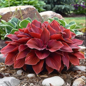 Хоста Рэд Эйнджл купить по цене от 549р. в интернет-магазине «Посадика» с доставкой почтой в в Сибайе и по всей России – [изображение №1].