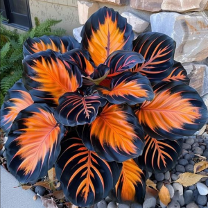 Хоста Сикрет Форест купить по цене от 601р. в интернет-магазине «Посадика» с доставкой почтой в в Сибайе и по всей России – [изображение №1].