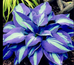 Хоста Аурелия купить по цене от 450р. в интернет-магазине «Посадика» с доставкой почтой в в Сибайе и по всей России – [изображение №1].